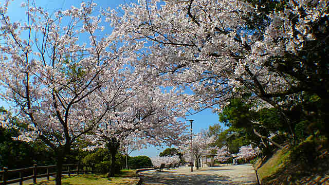 須磨浦公園 西エリアの桜