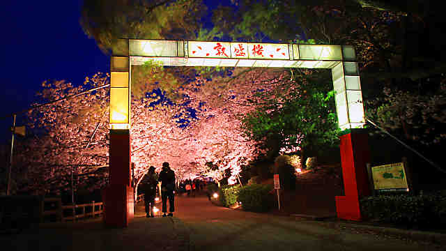 須磨浦公園夜桜のライトアップ「敦盛桜花灯り」