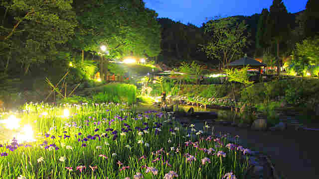 播州山崎花菖蒲園のライトアップ