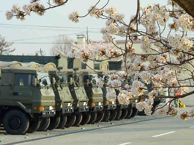 青野原駐屯地の桜