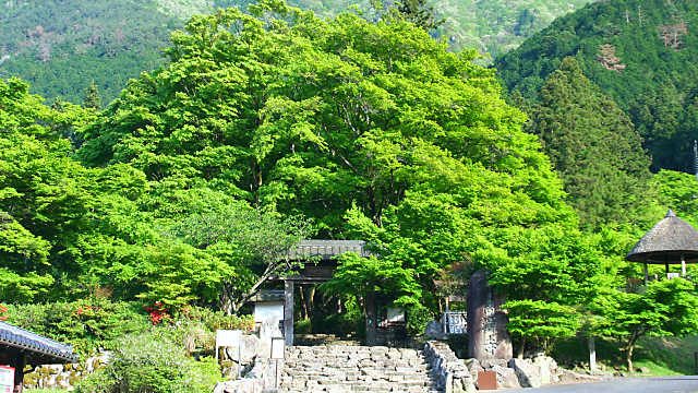 高源寺の新緑