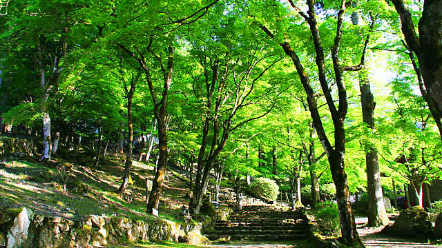 高源寺の新緑