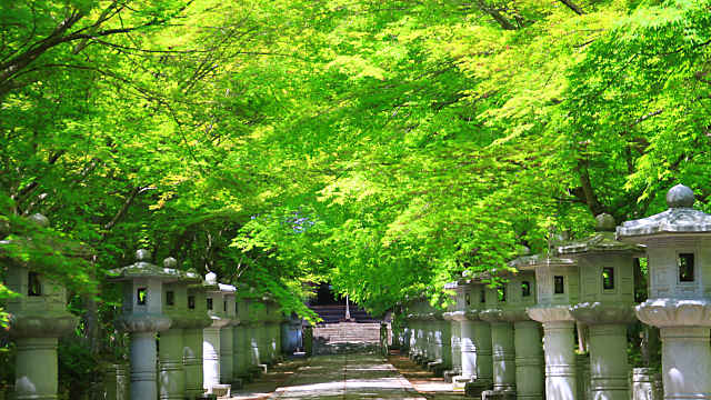 高山寺の新緑