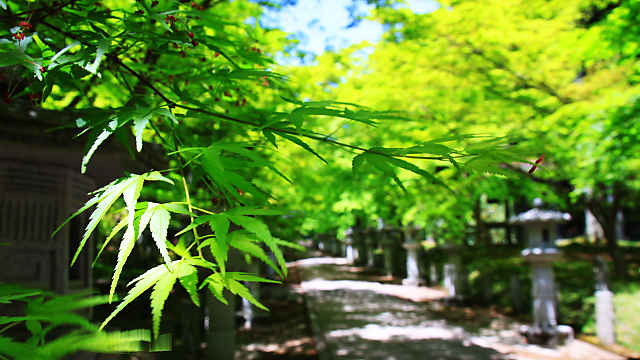 高山寺の新緑