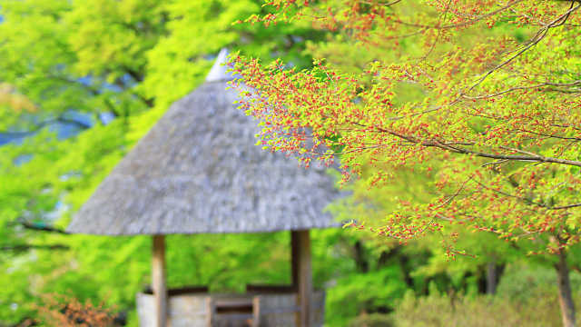 高源寺 新緑のモミジとモミジの花