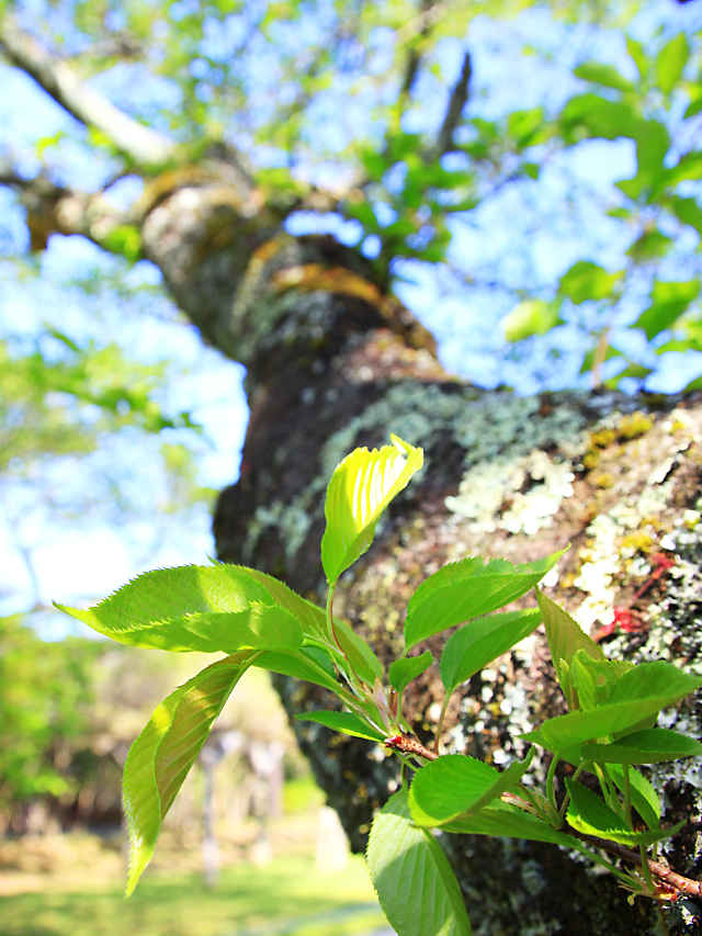 丹波少年自然の家・倉町野の桜の新緑