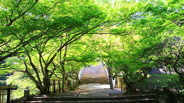 円通寺の新緑