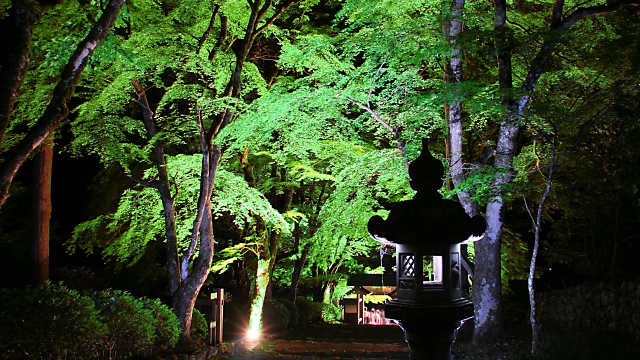 高源寺 新緑のモミジ ライトアップ