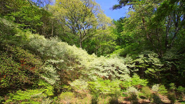 ドウダンツツジの花 神戸市立森林植物園