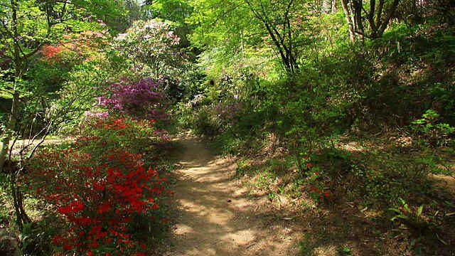 キリシマツツジの花 神戸市立森林植物園