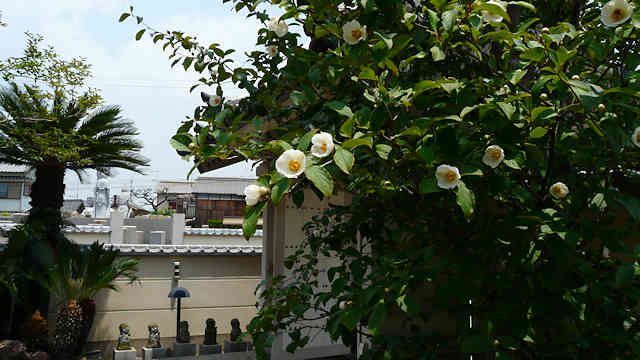 明石 観音寺 沙羅の花