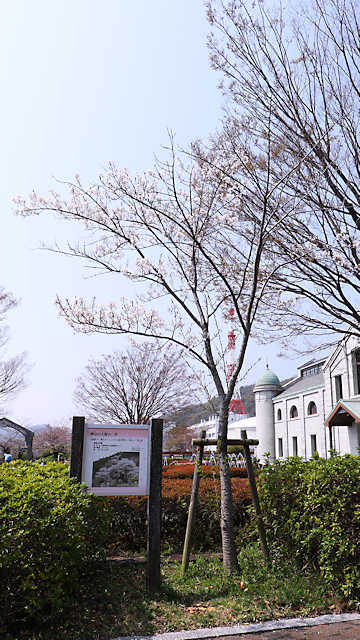 樽見の大桜 水の科学博物館