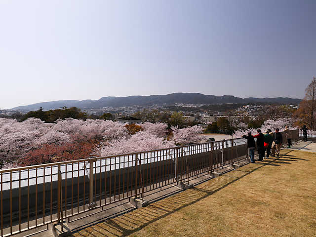 越水浄水場の桜