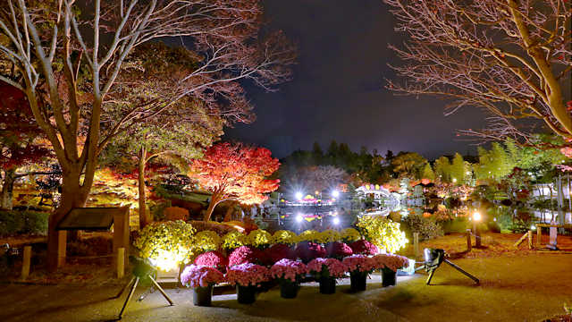 しあわせの村 日本庭園の紅葉ライトアップ