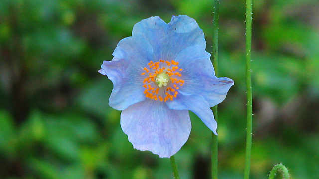 六甲高山植物園「ヒマラヤの青いケシ」