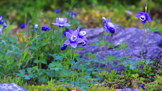 六甲高山植物園に咲く春から初夏の花