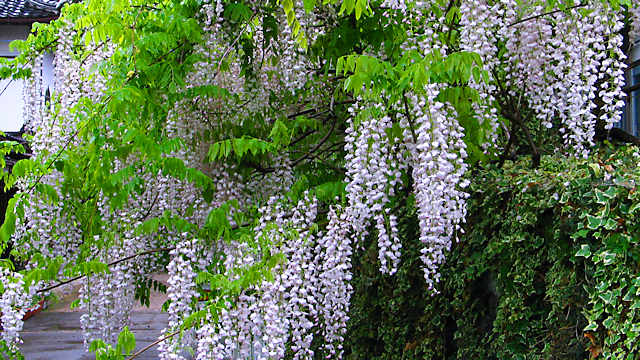隆国寺の藤の花