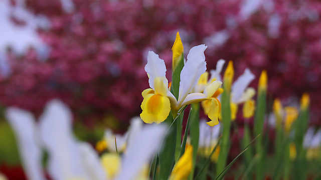 ひまわりの丘公園「ジャーマンアイリス」と「八重桜」の花