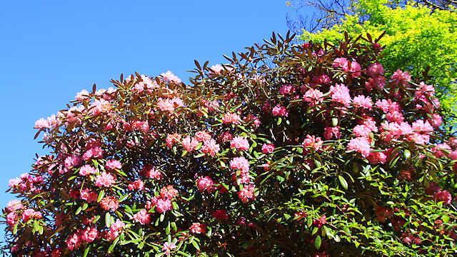 六甲高山植物園に咲く春から初夏の花