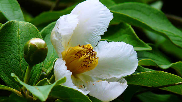 ナツツバキ（沙羅の花）