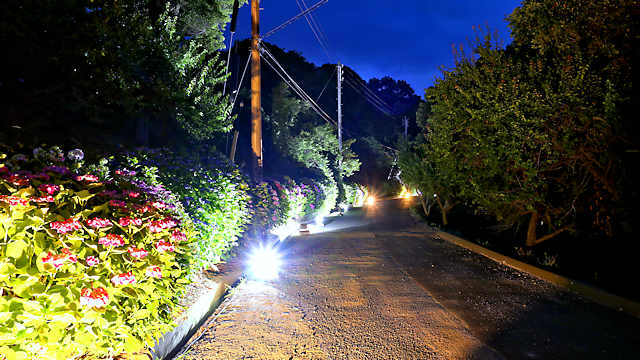 御津自然観察公園・世界の梅公園「あじさいのライトアップ」