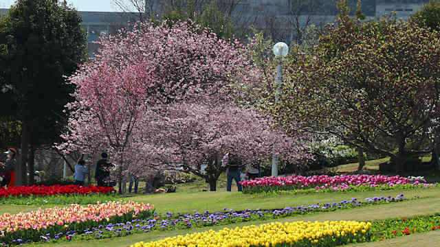 明石海峡公園のチューリップと桜