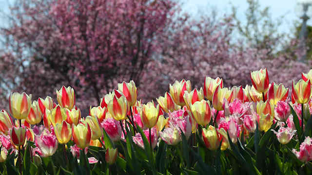 明石海峡公園のチューリップと桜