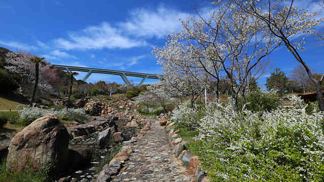 明石海峡公園の桜とユキヤナギ