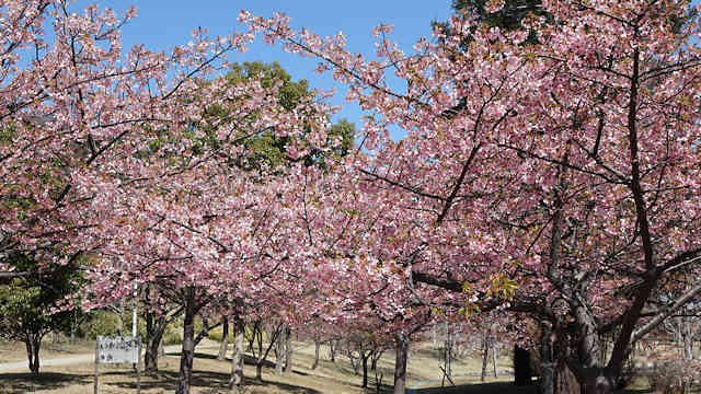 明石海峡公園の桜
