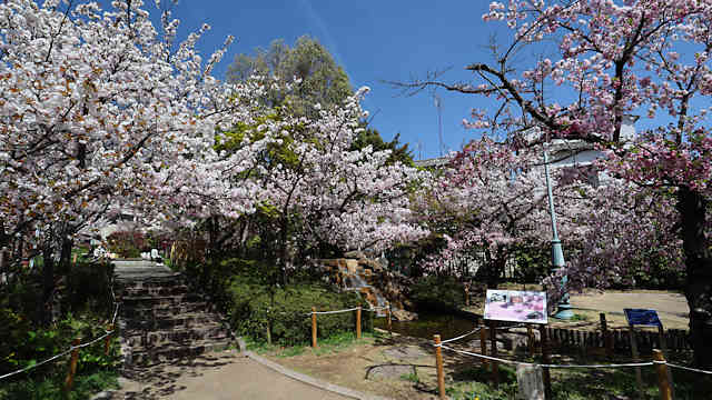 岡本南公園・桜守公園の桜