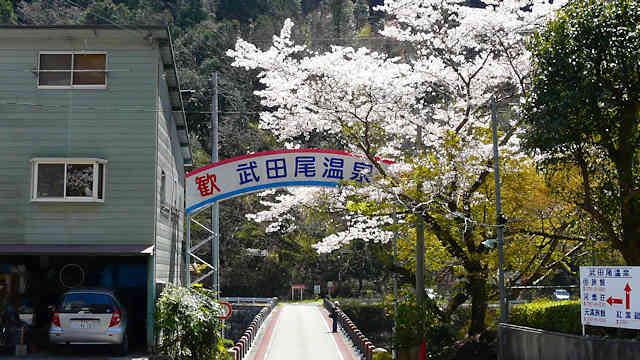 武田尾温泉の桜