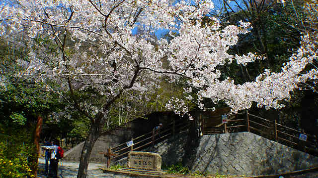 JR福知山線廃線の桜「ふるさと桜づつみ回廊」