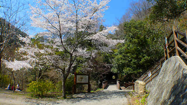 JR福知山線廃線の桜「ふるさと桜づつみ回廊」
