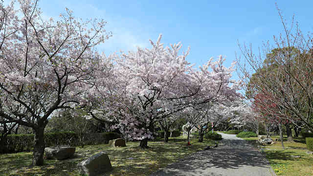 淡路島公園・ニジゲンノモリの桜