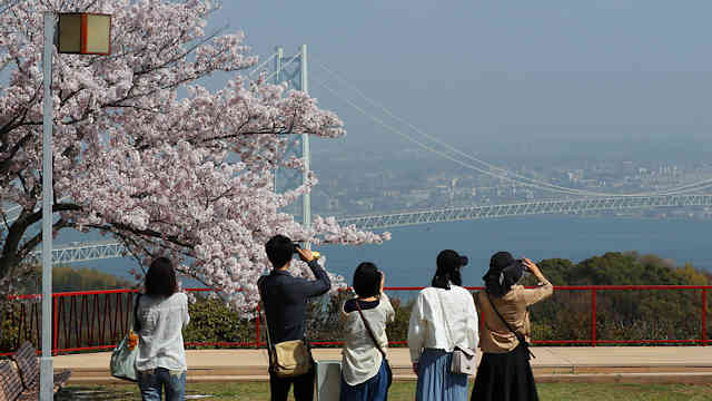 淡路島公園展望台の桜と明石海峡大橋