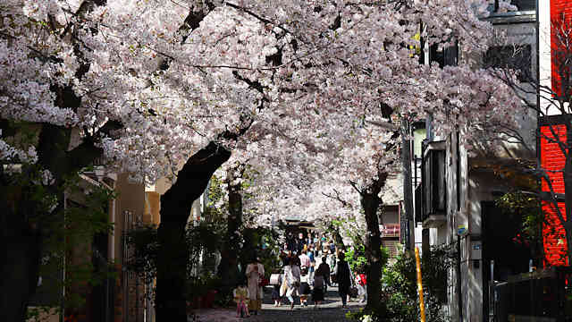 弓弦羽神社参道の桜のトンネル