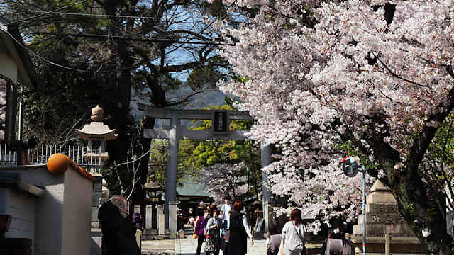 弓弦羽神社の鳥居と桜