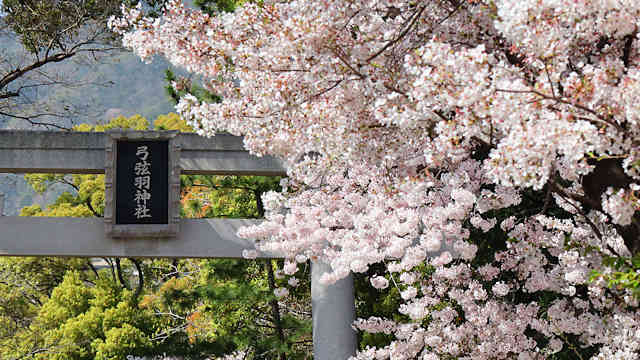 弓弦羽神社の鳥居と桜