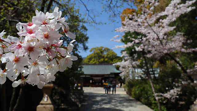 弓弦羽神社の拝殿と桜