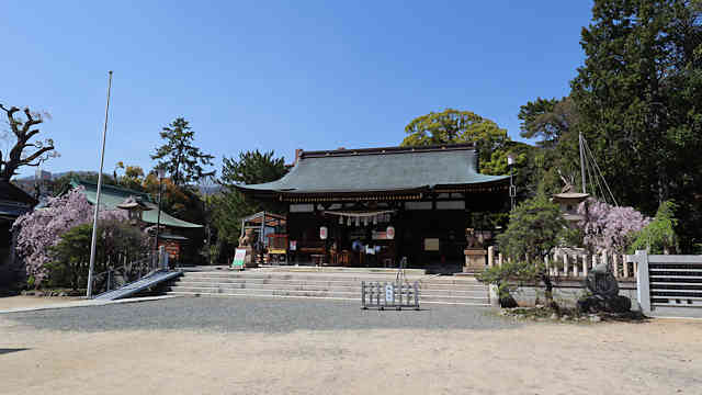 弓弦羽神社の拝殿と枝垂れ桜