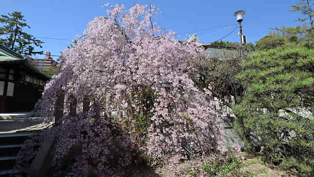 弓弦羽神社の枝垂れ桜
