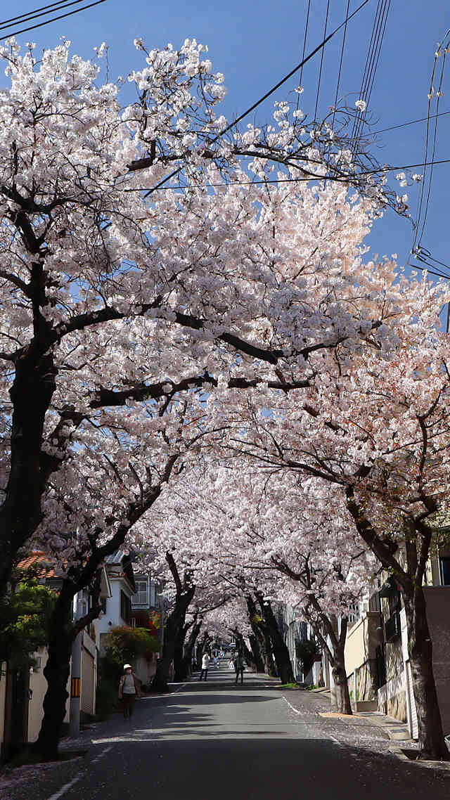 神戸高尾通の桜のトンネル