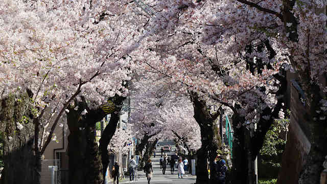神戸高尾通の桜のトンネル
