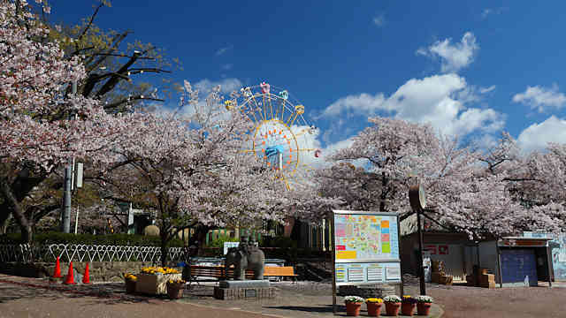 王子動物園　遊園地の観覧車と桜