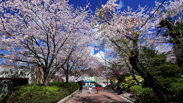 王子動物園　園路の桜のトンネル