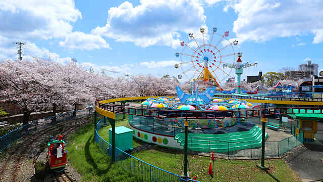 王子動物園　遊園地の桜