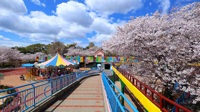 王子動物園　遊園地の桜