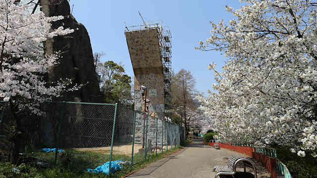 王子公園・青谷川公園の桜並木