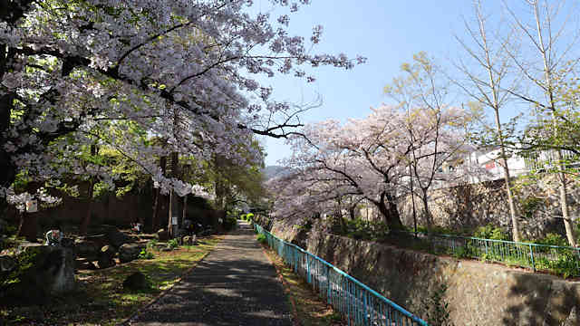 王子公園・青谷川公園の桜並木