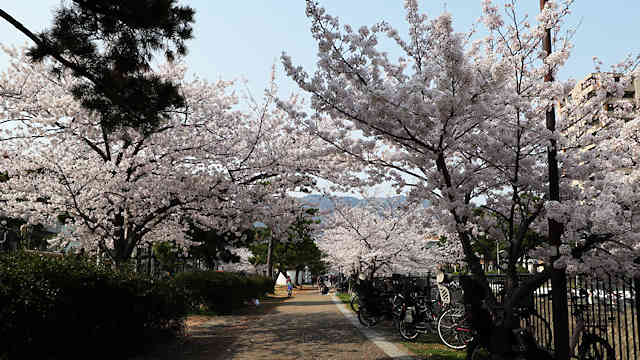 石屋川公園の桜